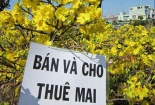 Nhộn nhịp dịch vụ cho thuê mai cảnh chơi tết 
